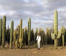 Image result for Cactus Africa