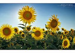 Image result for Sunflower Twitter Header