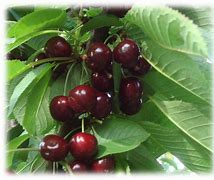 Image result for Prunus avium Sylvia