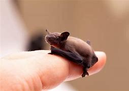 Image result for Smallest Bat
