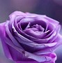 Image result for Dusty Rose Color Flowers