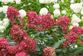 Image result for Hydrangea paniculata Mount Aso