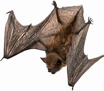 Image result for Vampire Bat Habitat