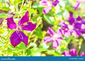 Image result for Light Purple Clematis