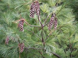 Image result for Pinus strobus Bergmans Mini