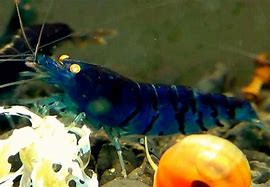 Image result for Tiger Shrimp Aquarium