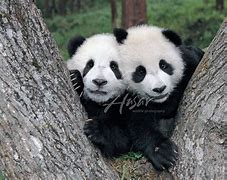 Image result for Twin Panda Cubs