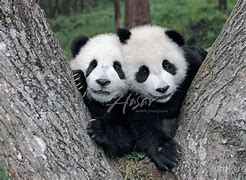 Image result for Baby Pandas Playing