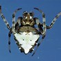 Image result for Redback Spider White