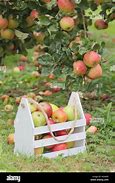 Image result for Old English Apple Varieties