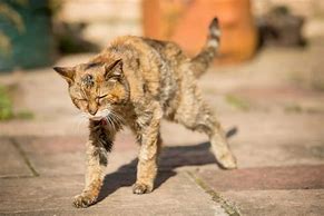 Image result for World's Oldest Cat