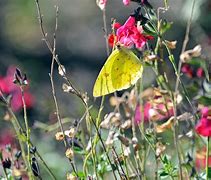 Image result for Yellow Butterfly Plant