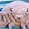 Image result for giant sea isopods size