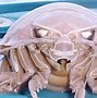 Image result for Giant Marine Isopod