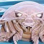 Image result for Isopod Sea Creature