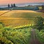 Image result for Hyland Estates Chardonnay