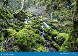 Image result for Moss-Covered Rocks