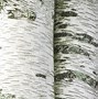 Image result for White Paper Birch