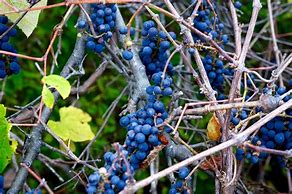 Image result for Wild Grapes