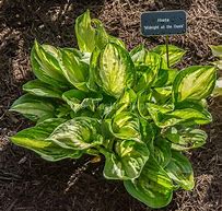 Image result for Hosta Midnight at het Oasis