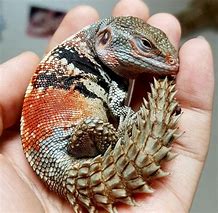Image result for Dragon Lizard with Red Neck Pouch