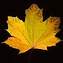 Image result for Images of Single Maple Leaf Twirling