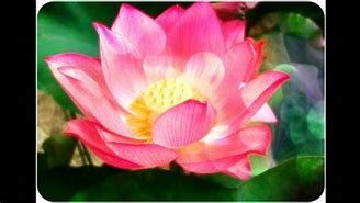 Image result for Lotus Flower Bomb