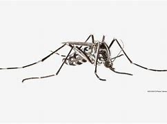 Image result for What Do Cave Crickets Look Like