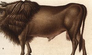 Image result for Ancient Cattle Breeds