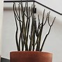 Image result for Plants with Long Thin Leaves