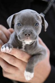 Image result for Grey Pitbull Puppies