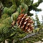 Image result for Pinus aristata Silver Love