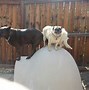 Image result for Epic Dog Fails