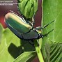 Image result for "fig-beetle"