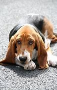Image result for Happy New Year's Eve Basset Hound