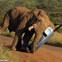 Image result for Animal with Smartphone