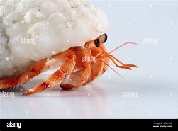 Image result for Young Hermit Crab