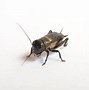 Image result for Crickets Underneath House