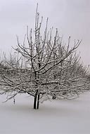 Image result for Apple Trees in Snow