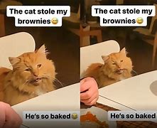 Image result for Cat Finds Weed Browines
