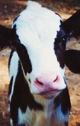 Image result for Albanian Cattle