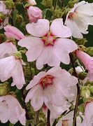 Image result for Lavatera Barnsley Baby (r)