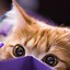 Image result for Aesthetic Cat Desktop Wallpaper
