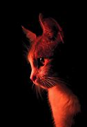 Image result for Red Cat Funny