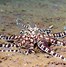 Image result for The Biggest Octopus in the Whole Entire World