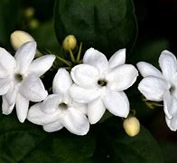 Image result for Jasmine Flower Plant