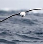 albatrosses 的图像结果