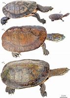 Image result for Phrynops williamsi