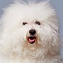 Image result for Small Dog Breeds and Fluffy