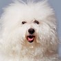 Image result for Fluffy Dog Breeds